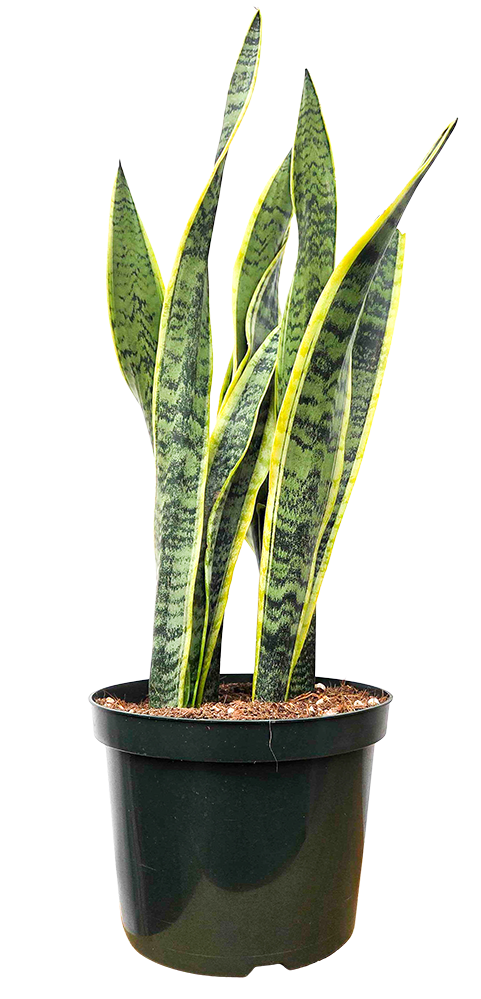 Sansevieria Laurentii | Snake Plant | 10