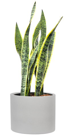 Sansevieria Laurentii | Snake Plant (XL)