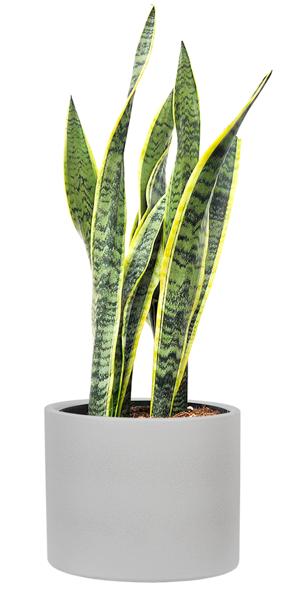 Sansevieria Laurentii | Snake Plant (XL)