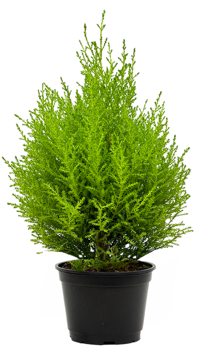 Cupressus Goldcrest 'Wilma' | Lemon Cypress (M)