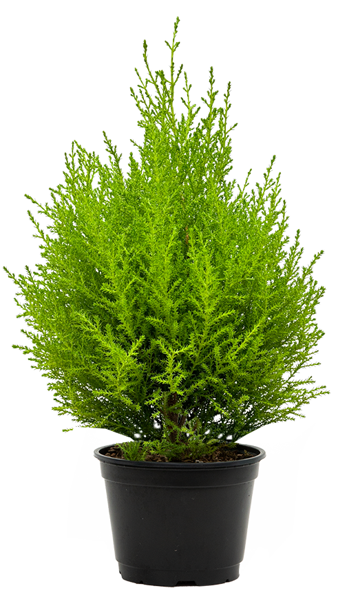 Cupressus Goldcrest 'Wilma' | Lemon Cypress (M)