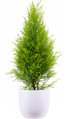 Cupressus Goldcrest 'Wilma' | Lemon Cypress (S)