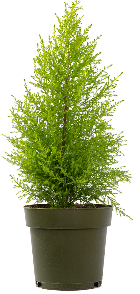 Cupressus Goldcrest 'Wilma' | Lemon Cypress (L)