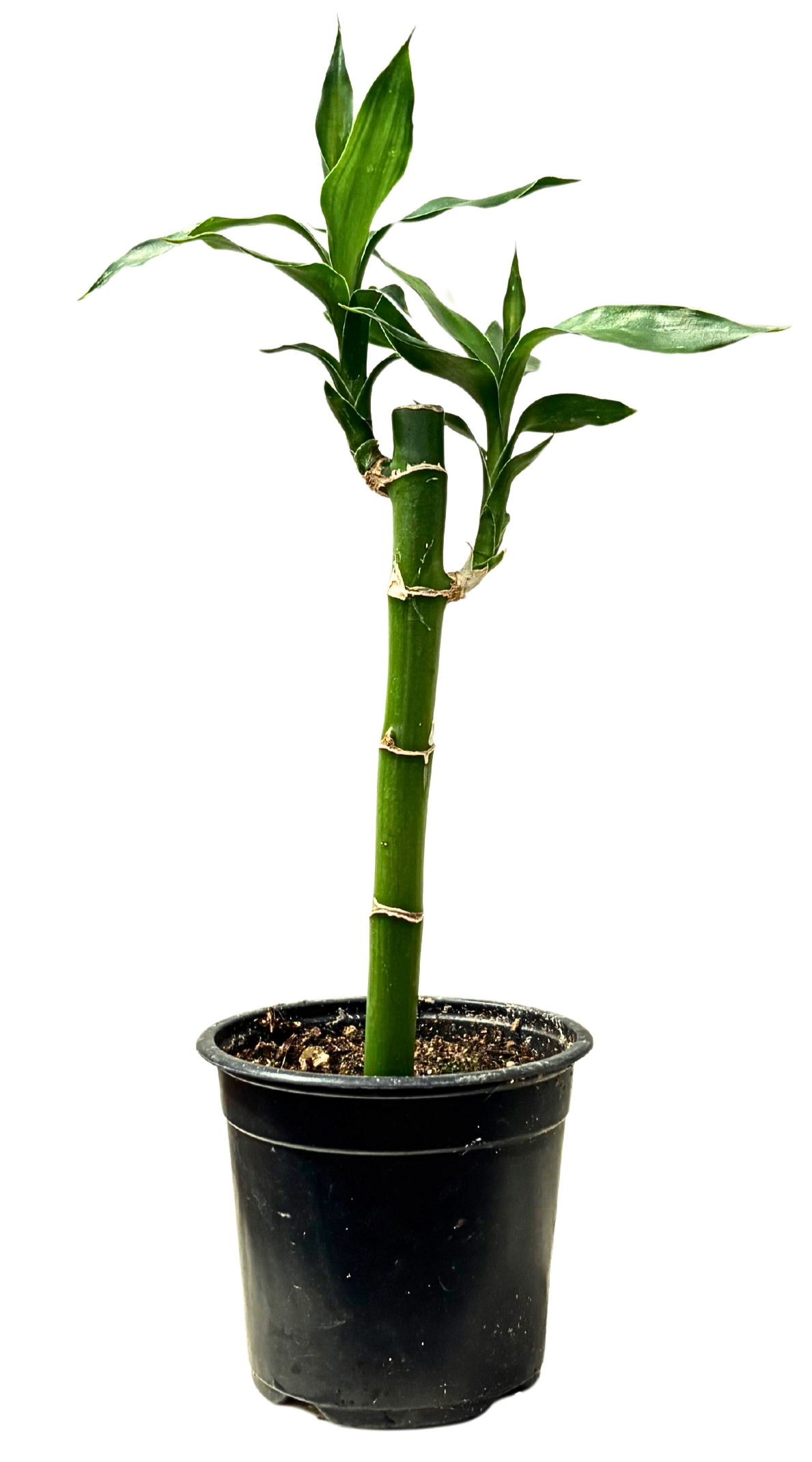 Dracaena Sanderiana | Lucky Bamboo - Single Stem (S)