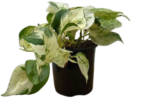 Epipremnum Aureum | Pothos Manjula (M)