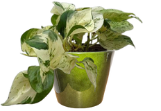 Epipremnum Aureum | Pothos Manjula (M)