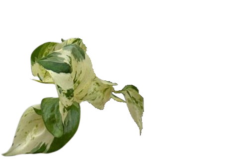 manjula pothos rare Pothos Manjula | 6" Pot | Rare Houseplant