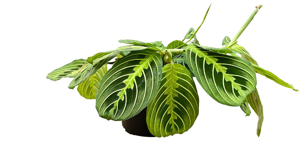 Maranta Leuconeura | Lemon Lime Prayer Plant (M)