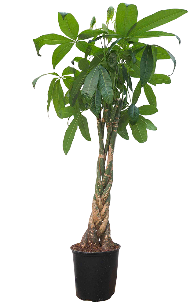 money tree vancouver Pachira Aquatica | Money Tree | 10" Pot | Easy Care Houseplant