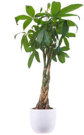 【はるplants】 XL Plants – Plantsome