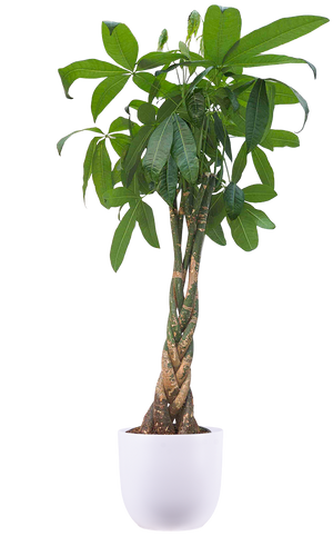 money tree surrey bc Pachira Aquatica | Money Tree | 10" Pot | Easy Care Houseplant