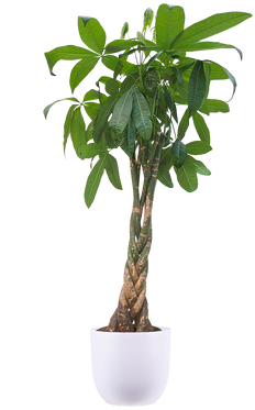 Pachira Aquatica | Money Tree (XL)