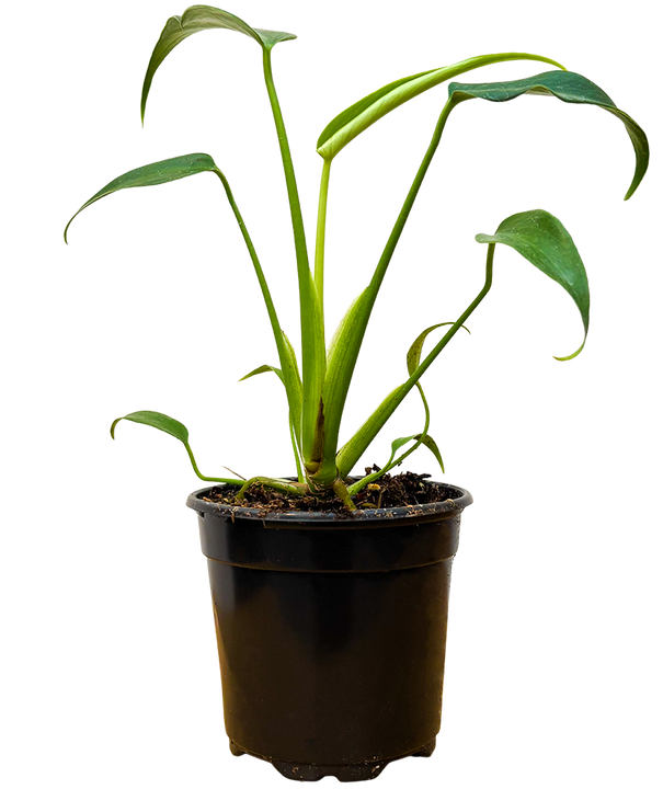 Monstera Burle Marx Flame (S)