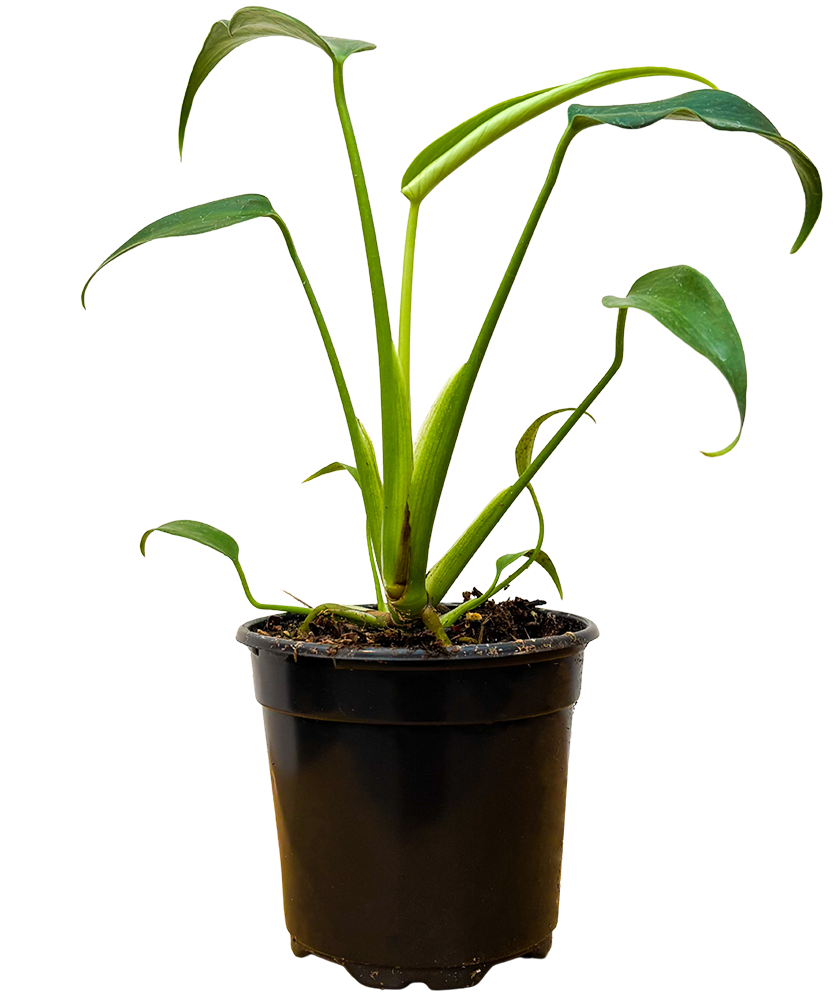 Monstera Burle Marx Flame (S)