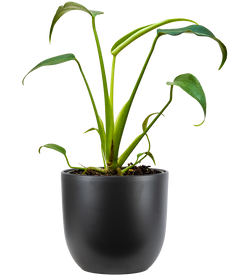 Monstera Burle Marx Flame (S)