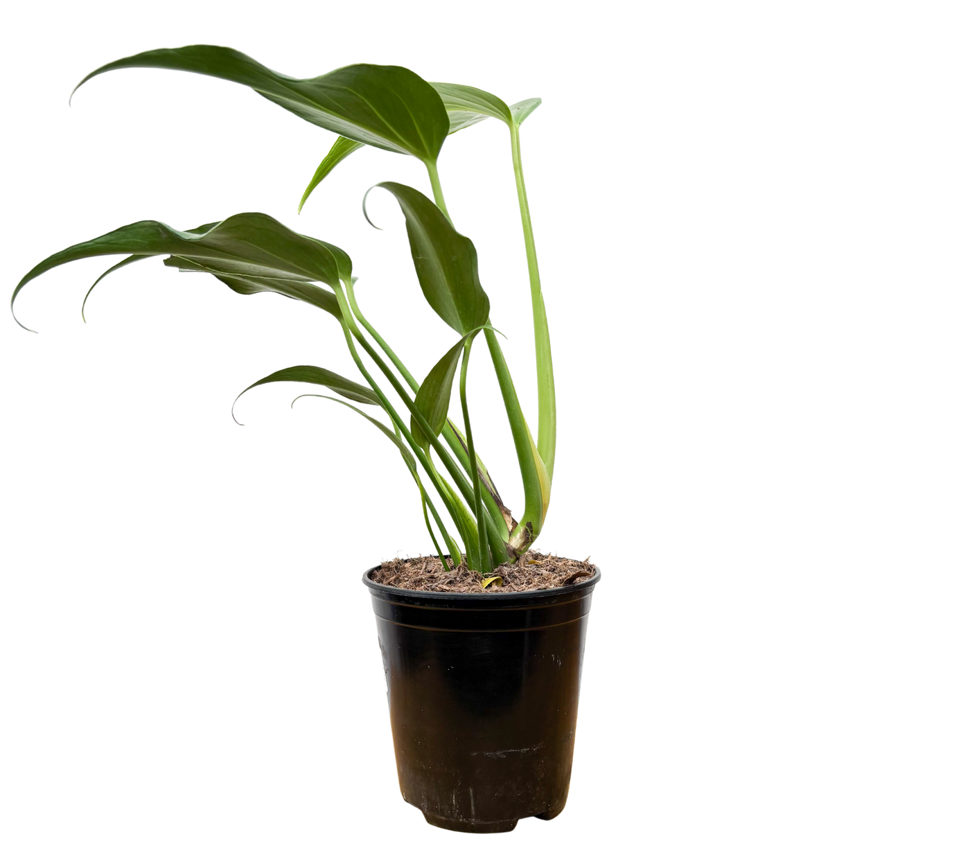 Monstera Burle Marx Flame (M)