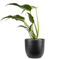 Monstera Burle Marx Flame (M)