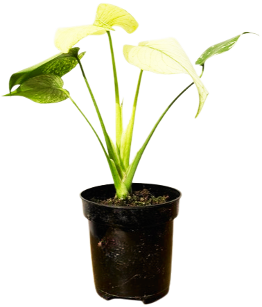 Mint Monstera Deliciosa | Variegated Swiss Cheese Plant (S)