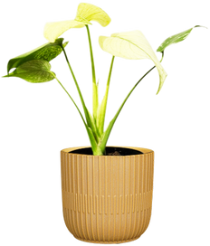 Mint Monstera Deliciosa | Variegated Swiss Cheese Plant (S)