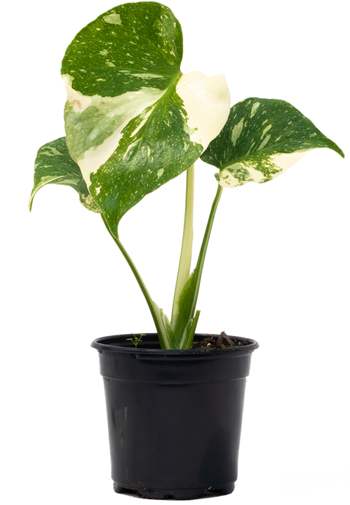 Thai Constellation Monstera Deliciosa (S) | Variegated Swiss Cheese Plant