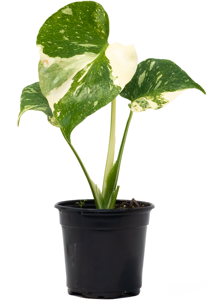 Thai Constellation Monstera Deliciosa (S) | Variegated Swiss Cheese Plant