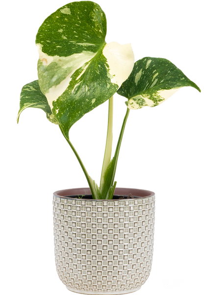 Thai Constellation Monstera Deliciosa | Variegated Swiss Cheese