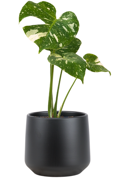 monstera deliciosa canada Thai Constellation Monstera Deliciosa | Variegated Swiss Cheese Plant | 8"  Pot | Easy Care Houseplant