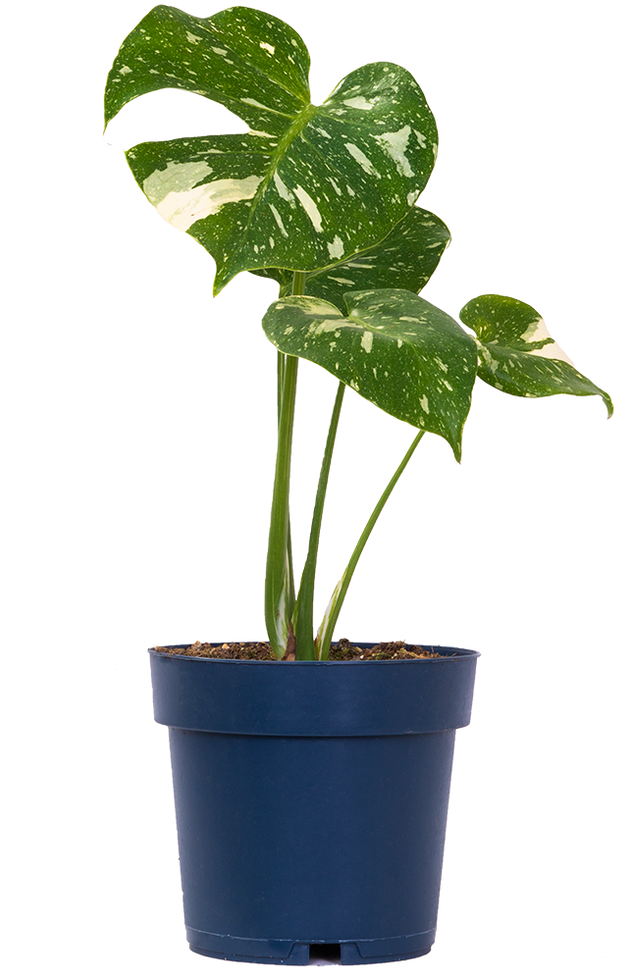 swiss cheese plant variegated Thai Constellation Monstera Deliciosa | Variegated Swiss Cheese Plant | 8" Pot | Easy Care Houseplant
