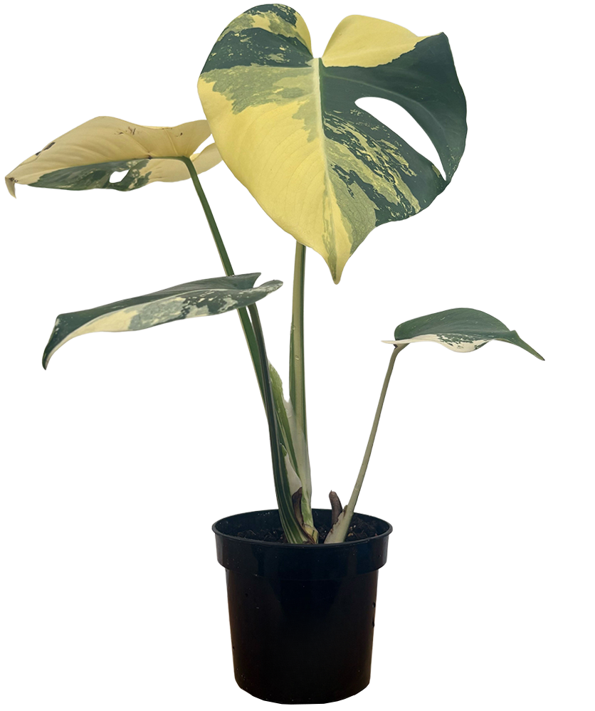 Monstera Deliciosa Aurea (S)