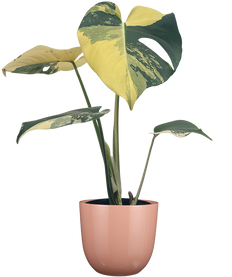 Monstera Deliciosa Aurea (S)