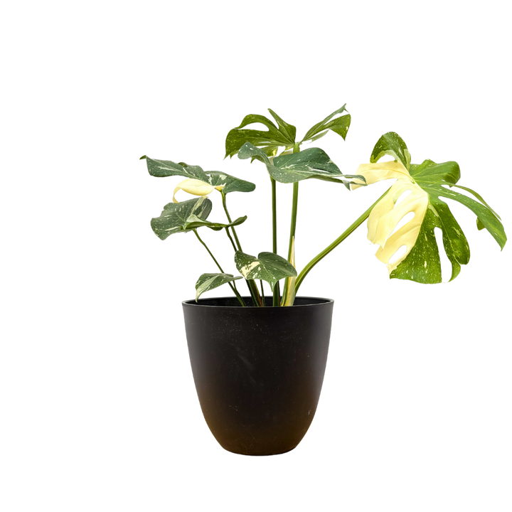 Thai Constellation Monstera Deliciosa (XL) | Variegated Swiss Cheese Plant (With Pot)