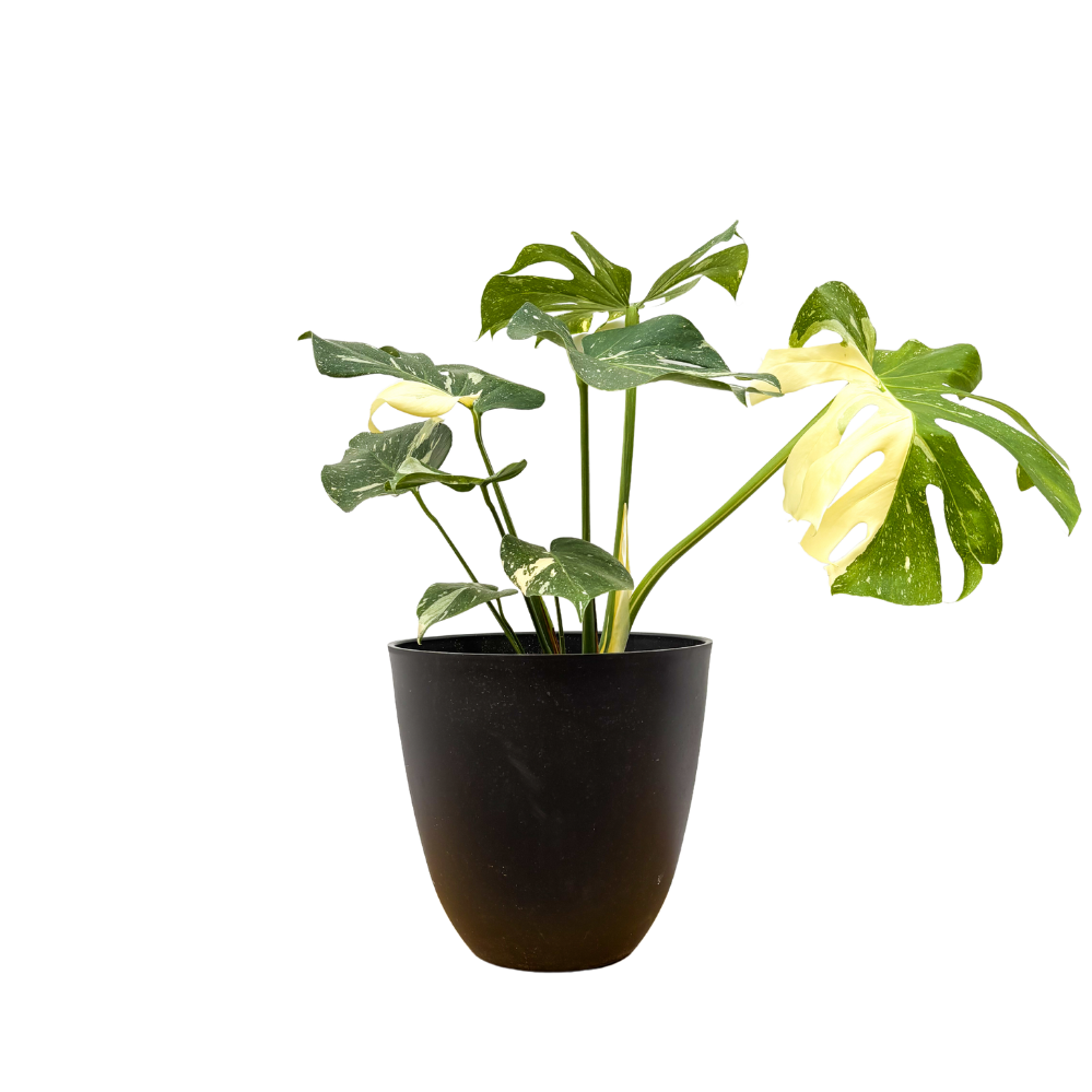 Thai Constellation Monstera Deliciosa (XL) | Variegated Swiss Cheese Plant (With Pot)