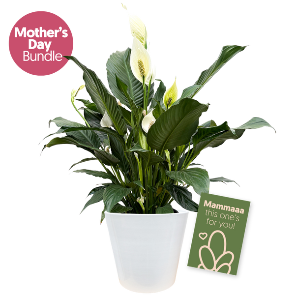 その他 full bloom CSR Full Bloom Bundle | Exclusive Mother's Day Bundle | Plantsome