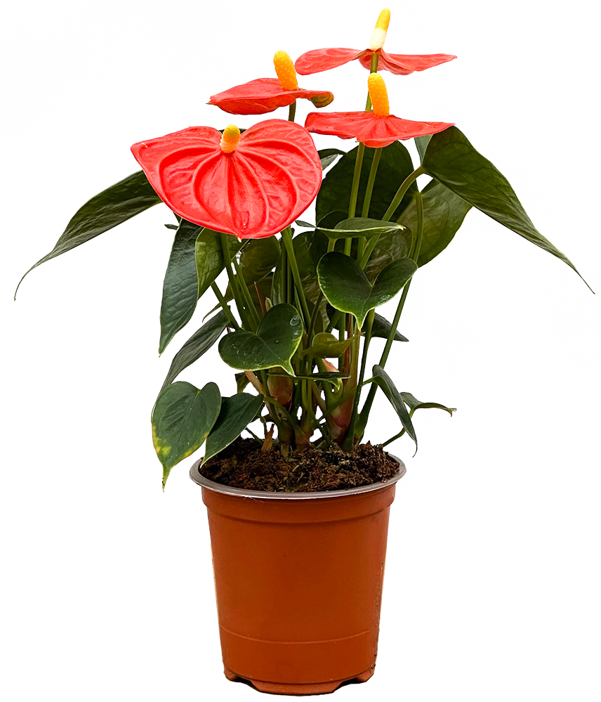 Orange Anthurium | 4