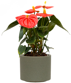 Orange Anthurium (S)