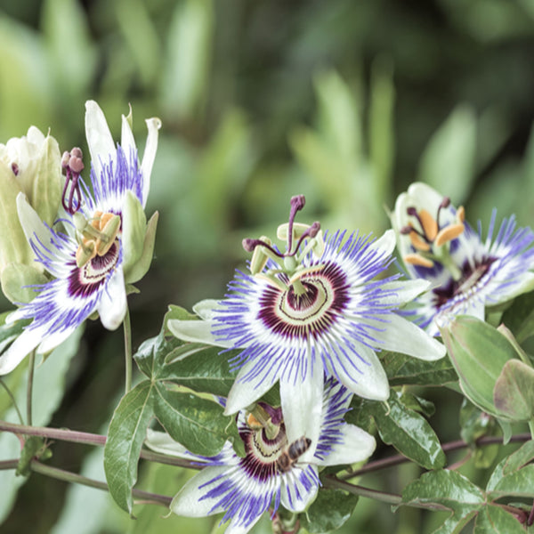 indoor passion flower plant Passiflora Caerulea | Passion Flower Blue | 8" Pot | Easy Care Garden Plant