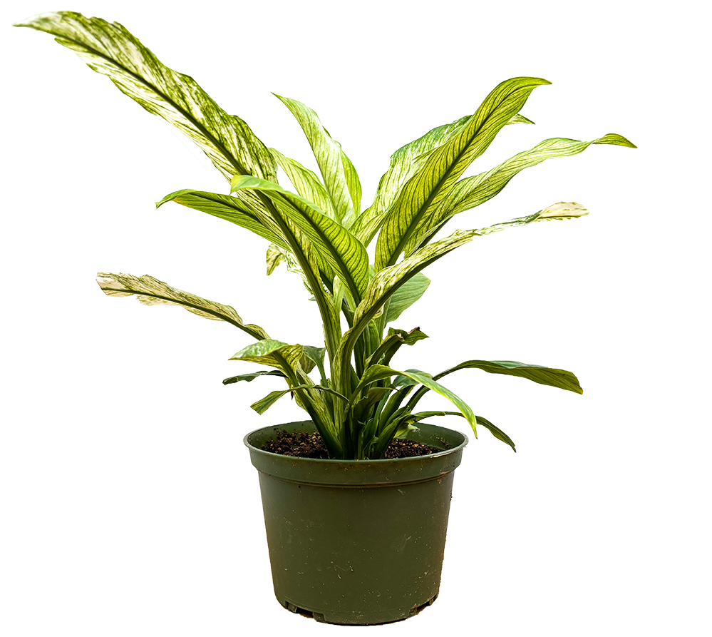 Spathiphyllum | Variegated Peace Lily (M)