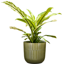 Spathiphyllum | Variegated Peace Lily (M)