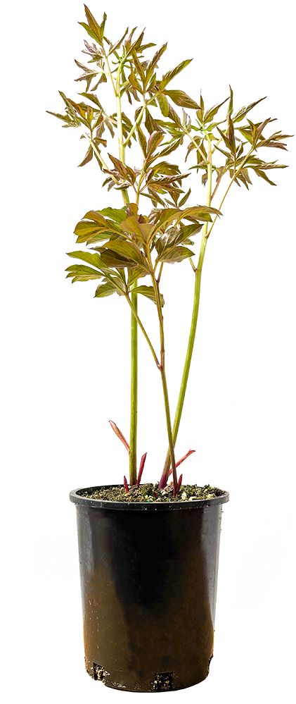 Peony Anima (M)