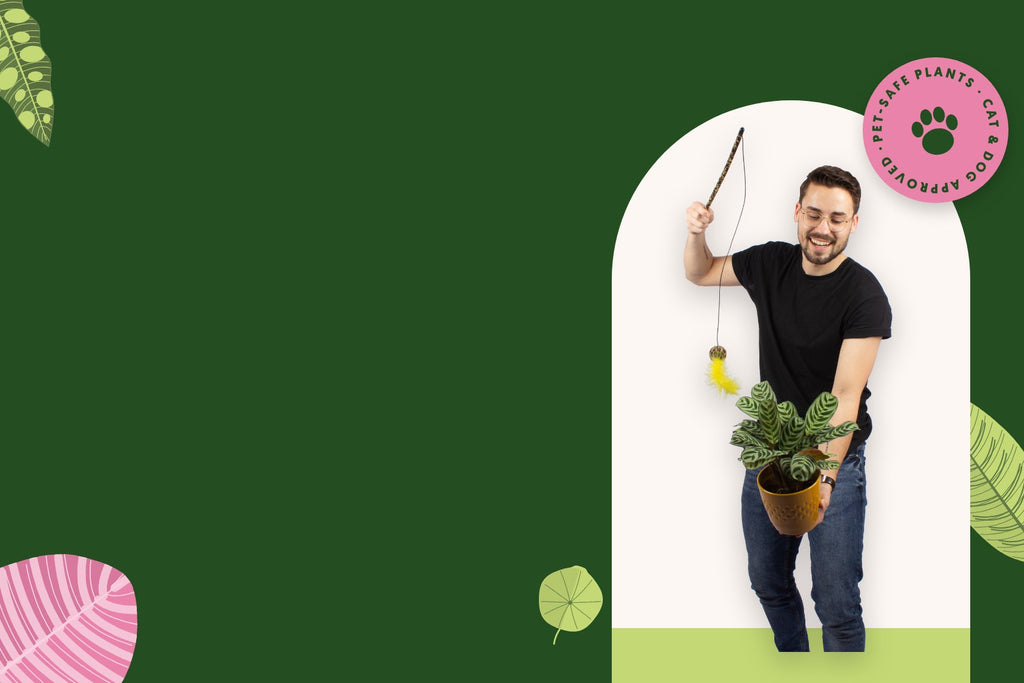 Man playing with a Peacock Calathea using a cat-teaser toy: pet-safe plants