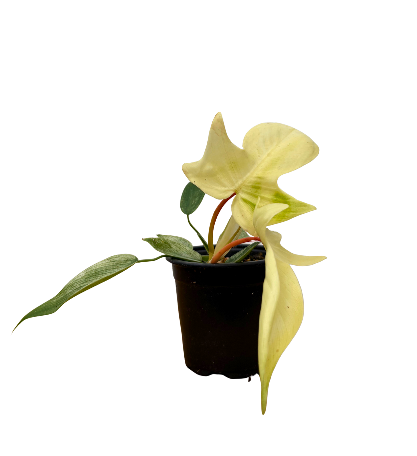 Philodendron Florida Ghost (S)