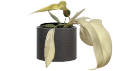 Philodendron Florida Ghost (S)