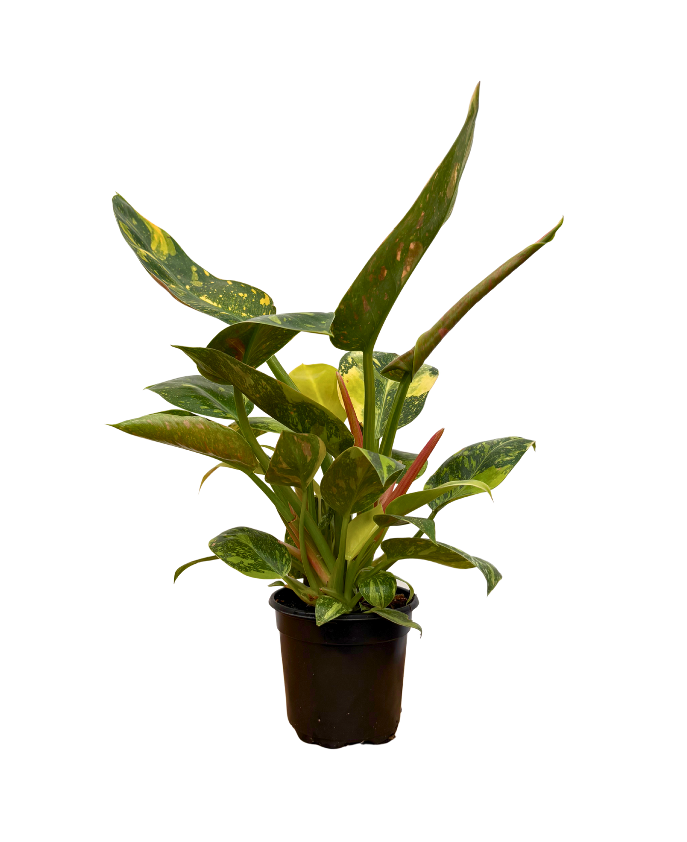Philodendron Green Congo Nuclear (S)