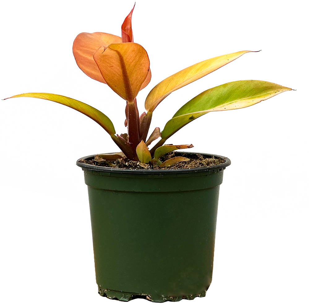 Philodendron Prince of Orange (S)