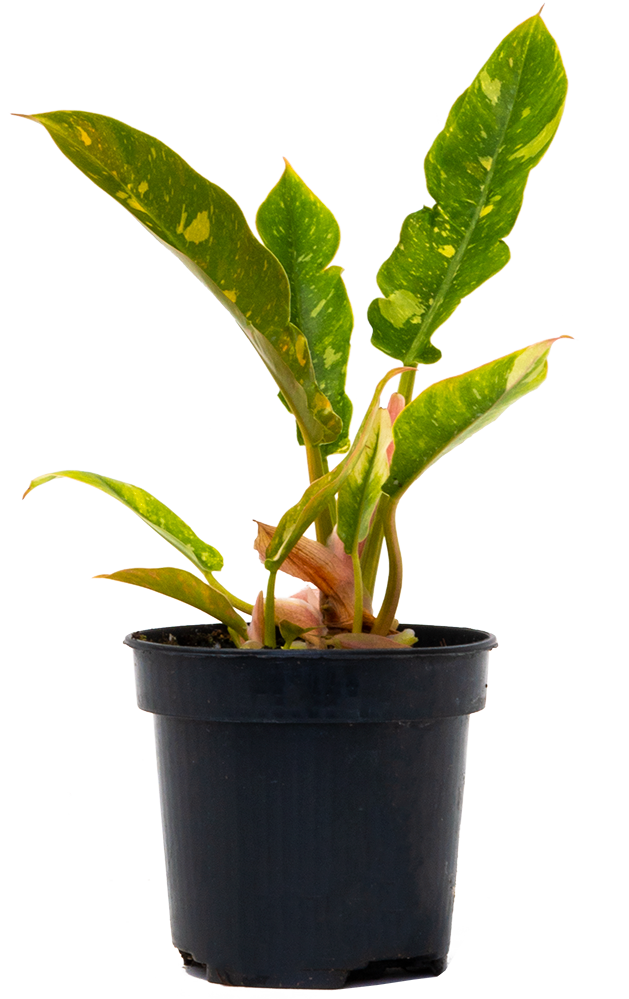 Philodendron Ring of Fire (S)