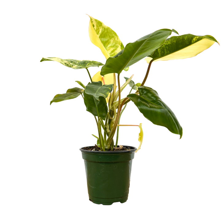 Philodendron Burle Marx Variegata (S)