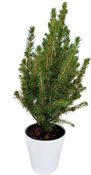 Picea Glauca Conica | Alberta Spruce (S)