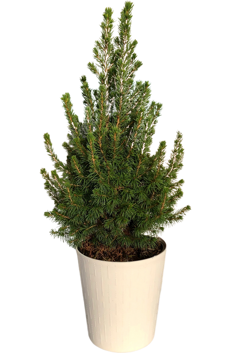 Picea Glauca Conica | Alberta Spruce With White Cover Pot (M)