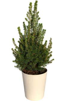 Picea Glauca Conica | Alberta Spruce With White Cover Pot (M)