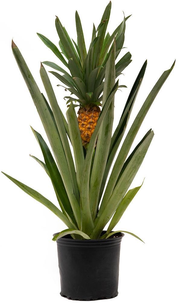 Pineapple Plant (M - 5")